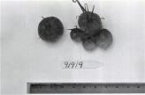 Click for 1 image(s) for this accession. FRUIT